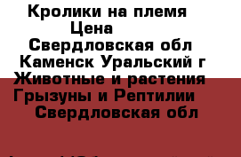 Кролики на племя  › Цена ­ 400 - Свердловская обл., Каменск-Уральский г. Животные и растения » Грызуны и Рептилии   . Свердловская обл.